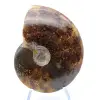 Sawn polished ammonite - 1