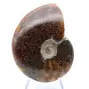 Sawn polished ammonite - 2