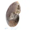 Sawn polished ammonite - 3