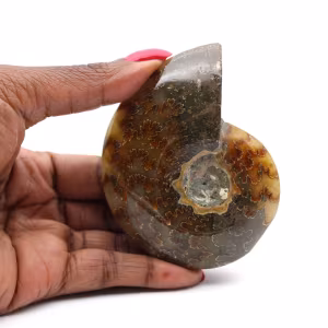 Polished ammonite