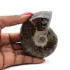 Polished ammonite from Madagascar - 0