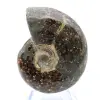 Polished ammonite from Madagascar - 1