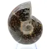 Polished ammonite from Madagascar - 2
