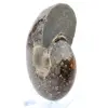 Polished ammonite from Madagascar - 3