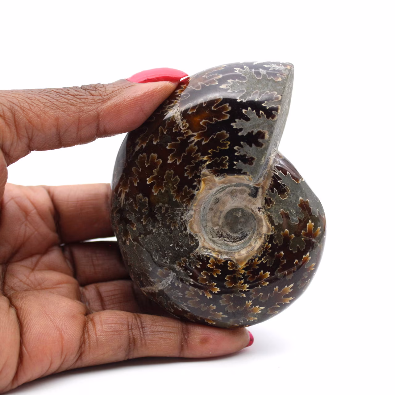Polished ammonite from Madagascar