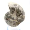 Fossil ammonite from Madagascar - 1
