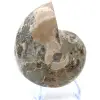 Fossil ammonite from Madagascar - 2