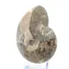 Fossil ammonite from Madagascar - 3
