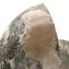 Fossil ammonite from Madagascar - 4