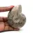 Fossil ammonite from Madagascar
