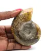 Ammonite fossil one piece - 0
