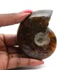 Ammonite - 0