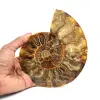 Polished ammonite fossil - 0