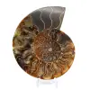 Ammonite fossil one piece - 1