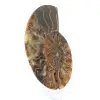 Ammonite fossil one piece - 3