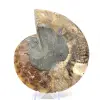Ammonite fossil one piece - 4