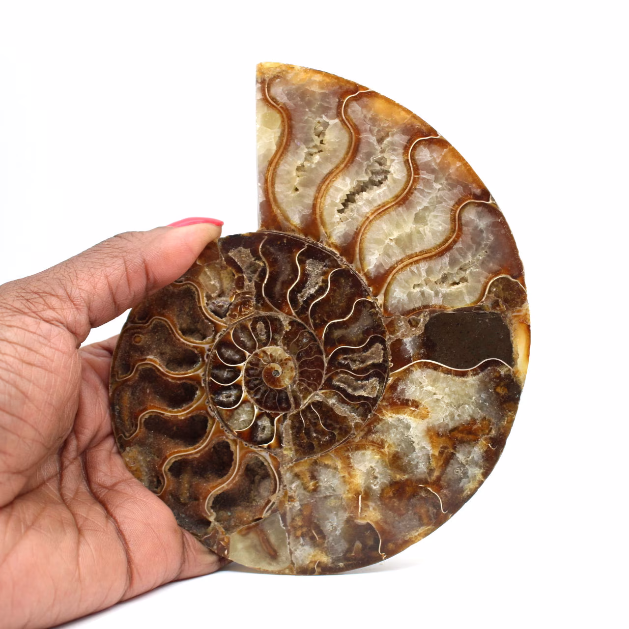 Fossilized ammonite