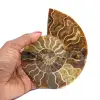 Ammonite from Madagascar - 0