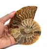 Ammonite - 0