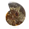 Natural fossil ammonite - 1