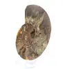 Natural fossil ammonite - 2
