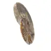 Natural fossil ammonite - 3