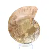 Natural fossil ammonite - 4