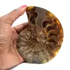 Ammonite from Madagascar - 0