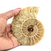 Polished ammonite fossil - 0
