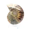 Ammonite one piece - 4