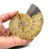 Ammonite from Madagascar - 0