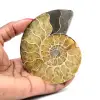 Ammonite - 0