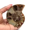 Fossilized polished ammonite - 0