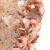 Crystal Vanadinite - 4
