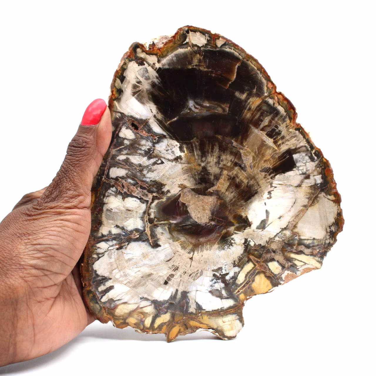 Natural polished fossilized wood