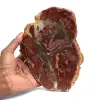 Madagascar silicified wood slice - 0