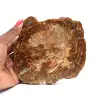 Madagascar petrified wood - 0