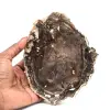 Natural Fossilized Wood Slice - 0