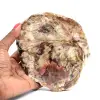 Silicified Wood - 0