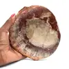 Fossil Wood - 0