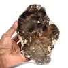 Natural Petrified Wood - 0
