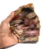 Natural Fossilized Wood - 0