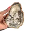 Petrified Wood - 0