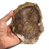 Petrified Wood - 0