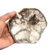 Natural Polished Silicified Wood - 0