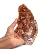 Natural Polished Fossilized Wood - 0