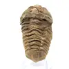 Raw trilobite from Morocco - 0