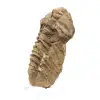 Raw trilobite from Morocco - 1