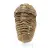 Raw trilobite from Morocco