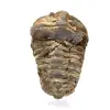 Raw trilobite - 0